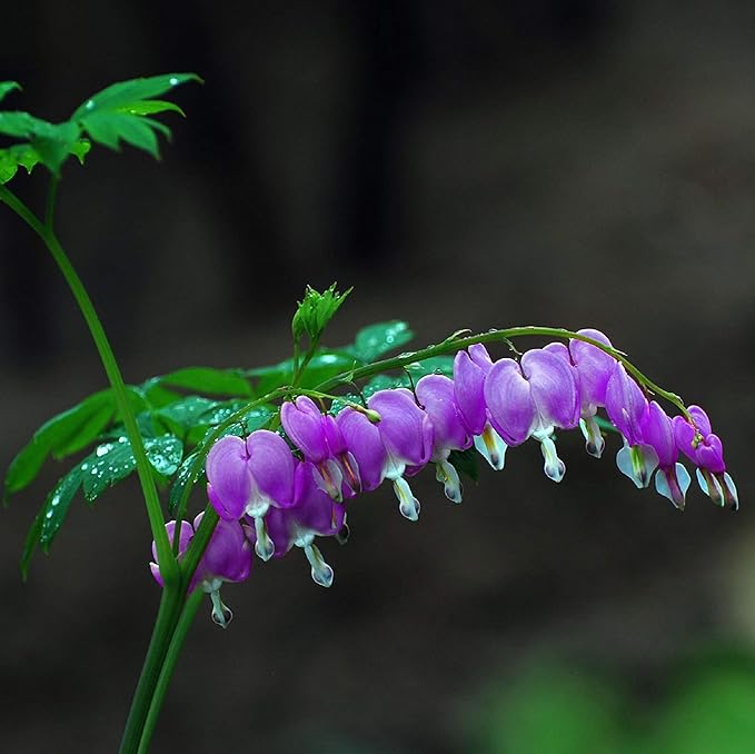 CHUXAY GARDEN Purple Bleeding Heart Seed 10 Seeds Stunning Flowering Plant Great Ornamental Features Exotic Charm Courtyard Flower