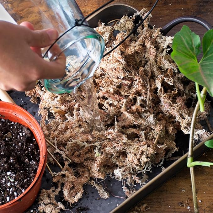 SuperMoss (22325) Orchid Sphagnum Moss Dried, Natural, 1 Pound Mini Bale