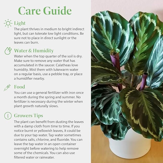 American Plant Exchange Calathea Medallion Live Prayer Plant, 6-Inch Pot W/Stylish Cover, Pet Safe, Low Light, & Air Purifying Tropical Indoor Plant for Home, Office & Garden Décor