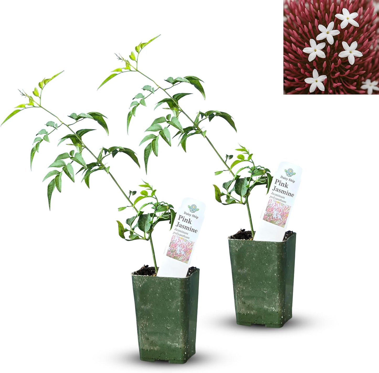 Pink Jasmine Vine - Jasminum Polyanthum - Fragrant & Blooming, Perfect for Indoor/Outdoor Decor (2 Pink jas Cups)
