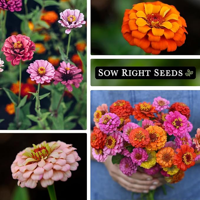 Sow Right Seeds - Thumbelina Zinnia Seeds for Planting - Beautiful to Plant in Your Flower Garden - Non-GMO Heirloom Packet with Instructions - Annual Cut and Come Again for Bouquets (1)