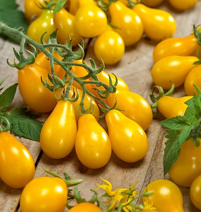 Burpee 'Yellow Pear' Heirloom, Yellow Pear Tomato, 150 Non-GMO Seeds