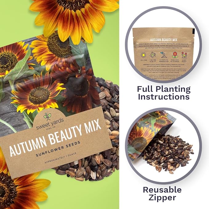 Autumn Beauty Sunflower Seeds – Extra Large Packet – Over 1,400 Open Pollinated Non-GMO Wildflower Seeds – Helianthus annus – Beautiful Shades of Gold, Bronze, Yellow, and Purple