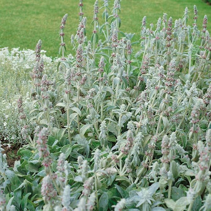 Outsidepride 1000 Seeds Perennial Stachys Byzantina Lamb's Ear Flower Seeds for Planting