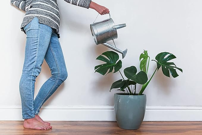 American Plant Exchange Monstera Deliciosa Split Leaf Plant, Live 10-Inch Plant Pot for Home and Garden Decor, Tropical Elegance with Edible Fruits, Air Purifying