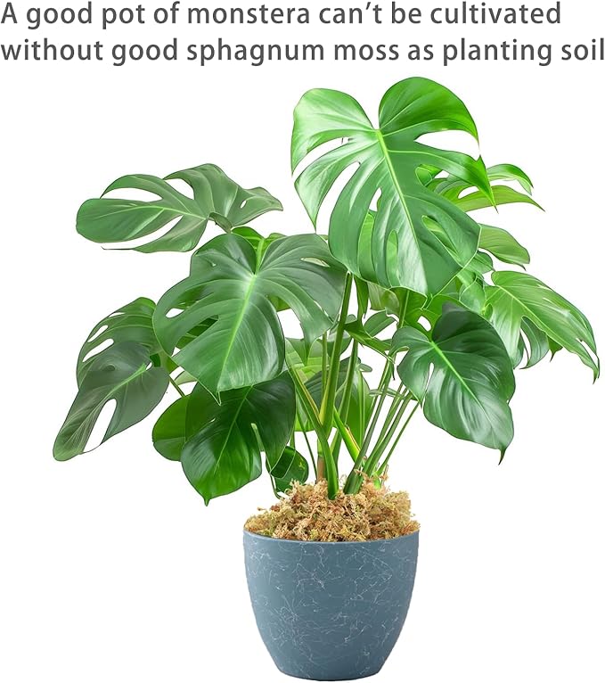 2.2LBS Premium Sphagnum Moss, Reptiles Dried Moss, Plants Propagation Plant Growing Medium for Monstera Orchid Potting Mix (Appx 55 QT)