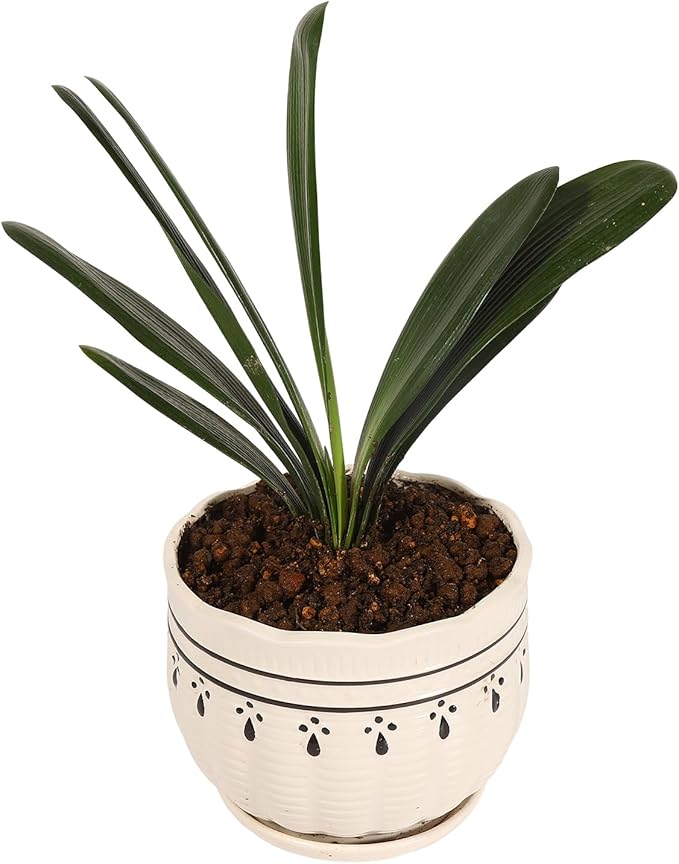 Clivia Potting Soil Mix (6 L) Made in Japan