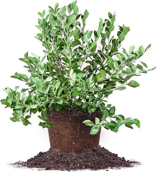 Perfect Plants Powder Blue Blueberry Live Plant, 3 Gallon, Includes Care Guide