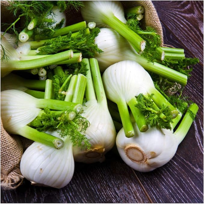 Seed Needs Florence Fennel Seeds for Planting - Non-GMO, Heirloom & Untreated - Culinary & Medicinal Herb to Organically Grow an Indoor/Outdoor Garden (1 Pack)