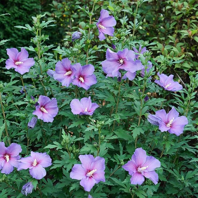 2 Gallon Proven Winners Paraplu 'Violet' Hibiscus