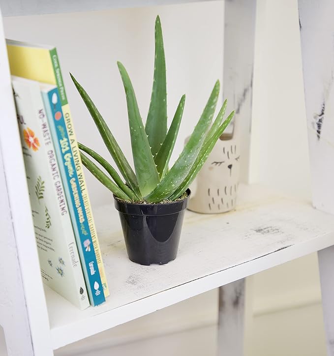 Aloe Vera Plant Live Succulent Plants, Live Aloe Vera Plant Succulents, Live Aloe Plant in Aloe Plant Pot, Aloe Plants Live Indoor Plants, Live Aloe Vera Plant Indoor House Plants by Plants for Pets