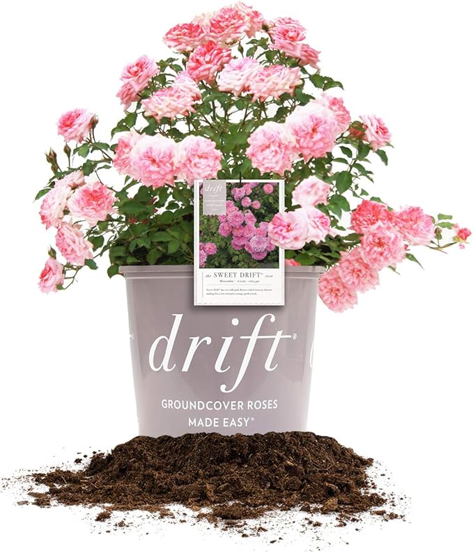 PERFECT PLANTS Sweet Drift Rose Live Plant, 3 Gallon, Dark Green and Baby Pink