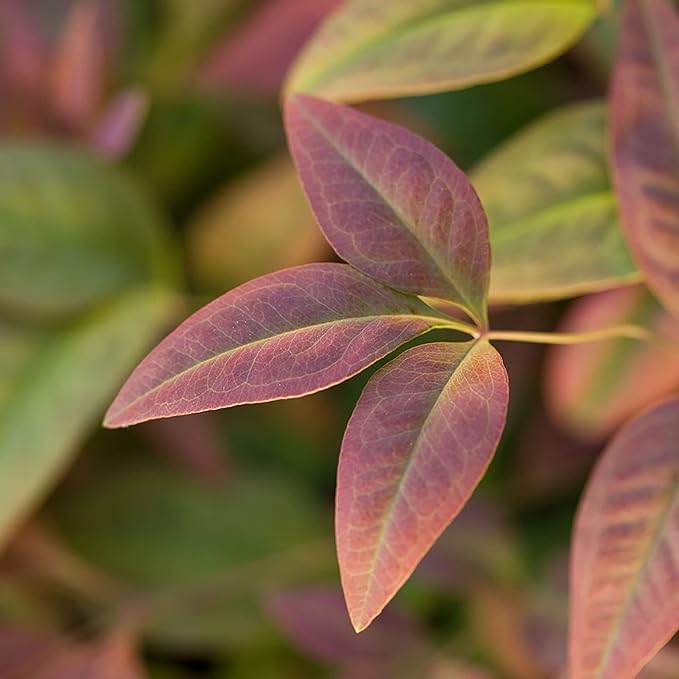 2 Gallon Southern Living Nandina Blush Shrub