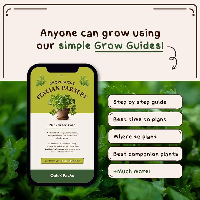 Organic Parsley Herb Seeds for Indoor Gardening or Planting Outdoors, Non-GMO and USDA Certified Herb Seed Packets, 125 Seeds/ 250mg (Italian Parsley)