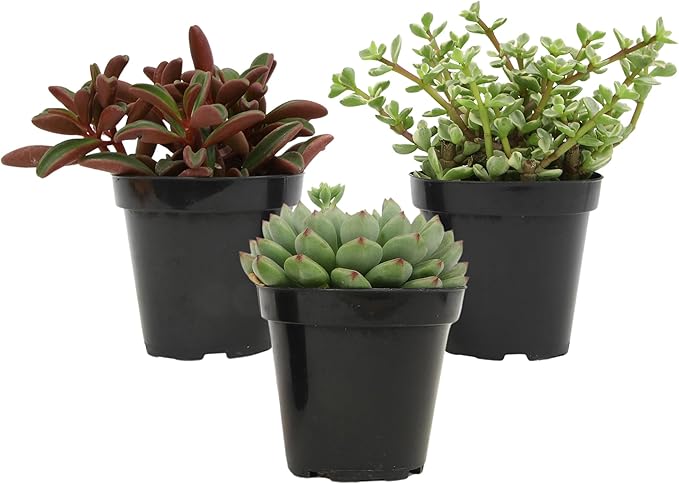 Altman Plants Pet Friendly Plant Pack (3PK) Real Succulents, Pet Safe Plants & Succulent Plants, Live Succulents, Pet Friendly Plants, Live Plants & House Plants in 3.5" Pots with Succulent Soil Mix