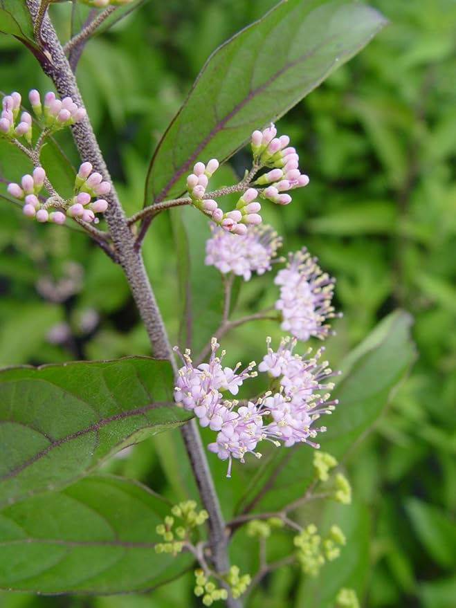 Callicarpa dich. 'Early Amethyst' (Beautyberry) Shrub, pink flowers, #3 - Size Container