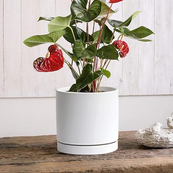 2 Pack Ceramic Plant Saucer Pot Tray 7 Inch, Planter Saucers 4 5 6 7 8 9 10 11 12 13 Inch for Indoors Outdoor, Durable Sturdy Flower Drainage drip Water Tray for Glazed Pots Base (7 Inch-White)