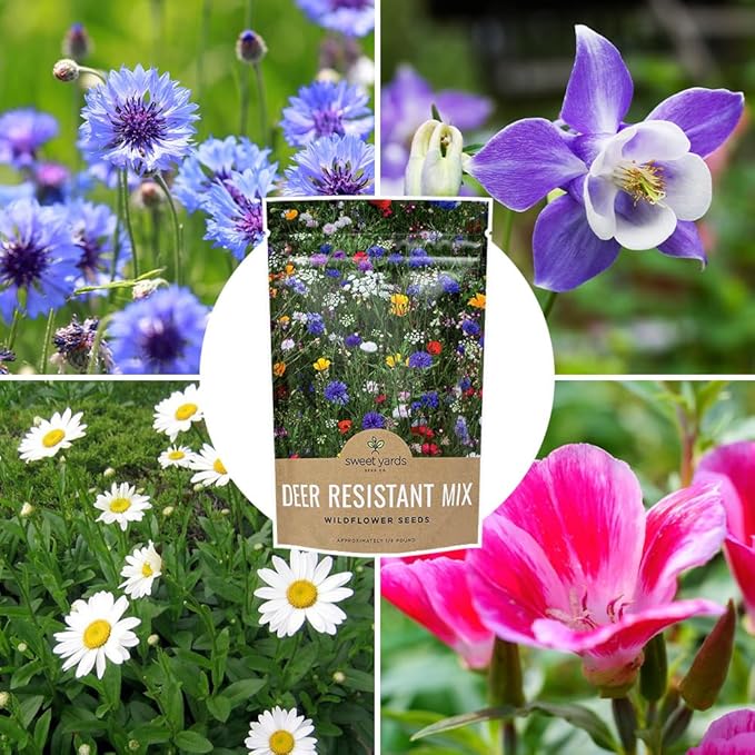 Deer Resistant Wildflower Seed Mixture - Bulk 1/4 Pound Bag - Over 60,000 Deer Tolerant Seeds - Open Pollinated and Non GMO