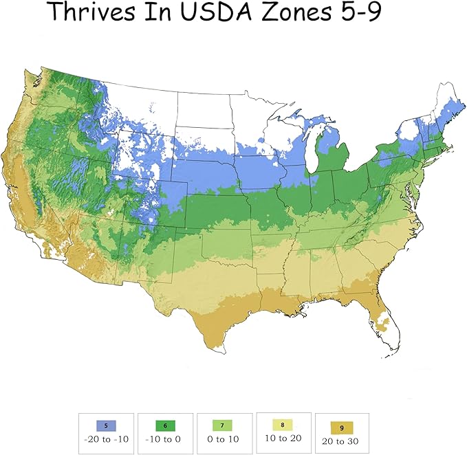 Sweetspire Scentlandia Itea, 2 Gallon, White Blooms