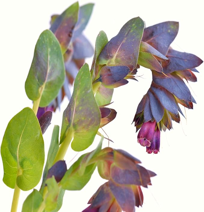 Outsidepride 100 Seeds Annual Cerinthe Major Honeywort Flower Seeds for Planting