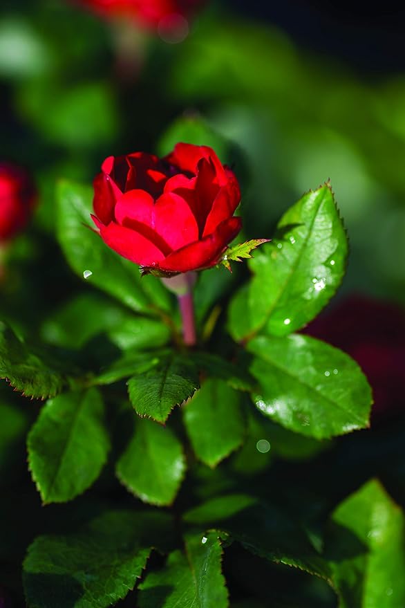 Green Promise Farms Rosa Petite Knock Out (Reblooming) Rose, 2-Size Container, deep red Flowers