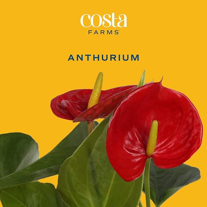 Costa Farms Anthurium, Live Indoor House Plant with Red Flowers, Easy Care Plant in Modern Plant Pot, 12-Inches Tall | Valentines Day Gift | Valentines Day Decoration