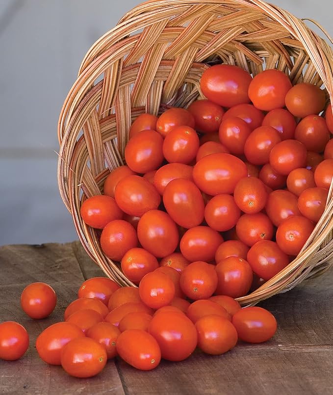 Burpee 'Napa Grape', Tomato Seeds, 30 Non-GMO Seeds