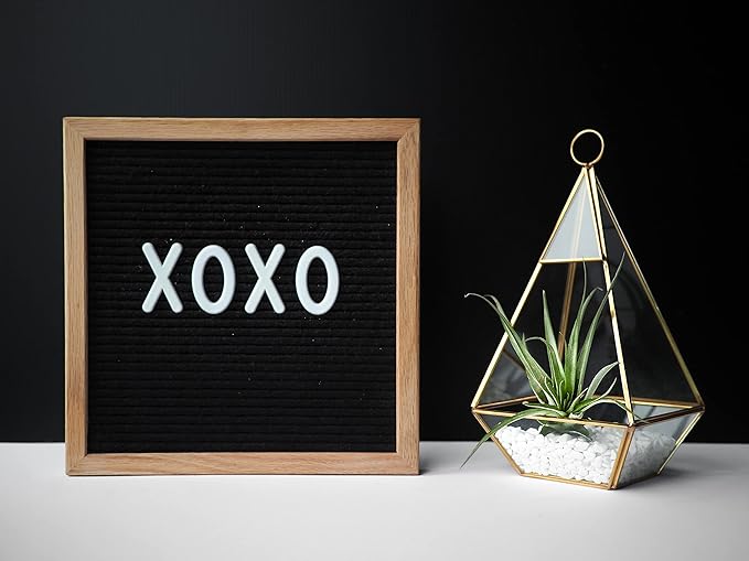 Shop Succulents | Assorted Collection | Variety of Species, Tropical House Plant for Home Décor, DIY Terrariums, 100-Pack