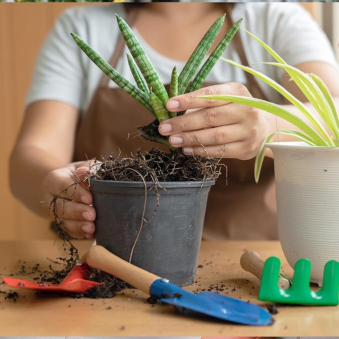 Aloe Vera Potting Soil Mix 1qt, Ready to Use for Seedling and Growing of Aloe Vera Plants or Other Houseplants