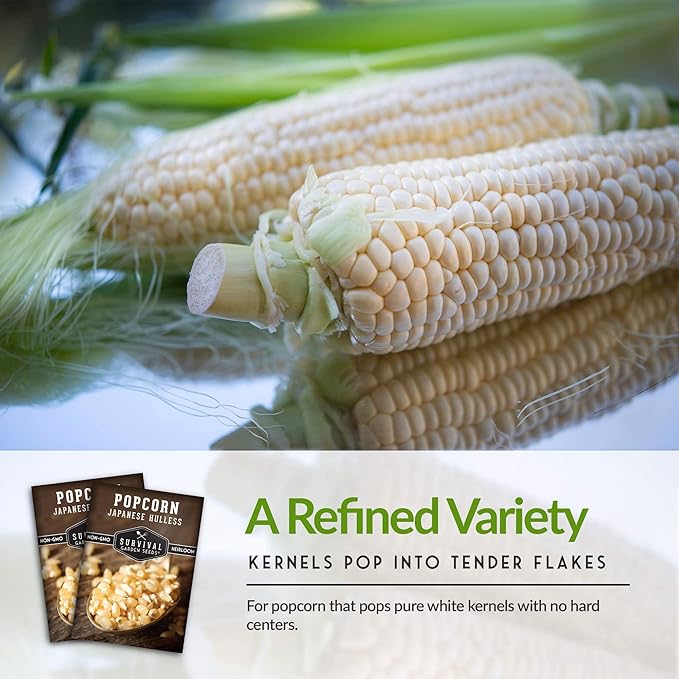 Survival Garden Seeds - Japanese Hulless Popcorn Seed for Planting - 3 Packs with Instructions to Plant and Grow Delicious Kernel Popcorn in Your Home Vegetable Garden - Non-GMO Heirloom Variety