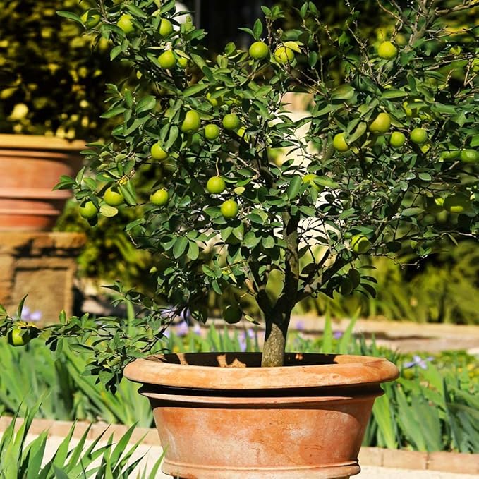 Gardenera's Premium Lime Soil Mix - Fast-Draining Potting Soil for Growing and Repotting Citrus Aurantifolia - 10 Quart