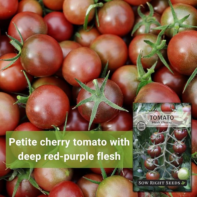 Sow Right Seeds - Black Cherry Tomato Seeds for Planting - Non-GMO Heirloom Packet with Instructions to Plant a Home Vegetable Garden - Tasty Snacking Variety, Start Indoors - Indeterminate (2)