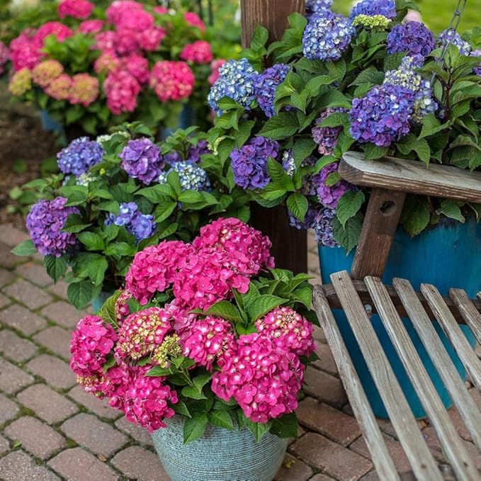 2 Gal. Summer Crush Hydrangea Shrub