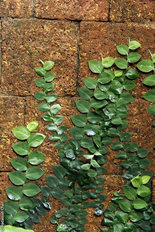 Shingle Plant Planting Mix - Promotes Steady Growth and Healthy Leaves - 10 Quart (2 Bags of 5 Quart)