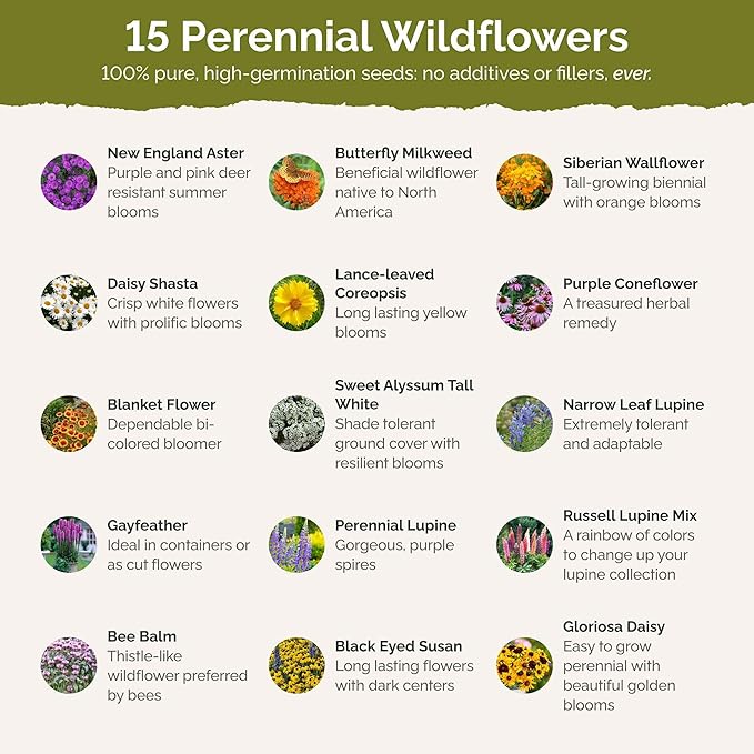 Eden Brothers Northeast All Perennial Wildflower Mixed Seeds for Planting, 1/4 lb, 120,000+ Seeds with Milkweed, NE Aster | Attracts Pollinators, Plant in Spring or Fall, Zones 3, 4, 5, 6, 7, 8, 9, 10