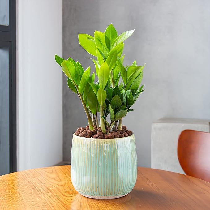 GASPRO 5lb LECA Expanded Clay Pebbles for Plants, Hydroponics, Aquaponics, 100% Natural Leca Balls for Soil Root Development, Orchid Potting Mix, Drainage and Reusable, 4-16mm