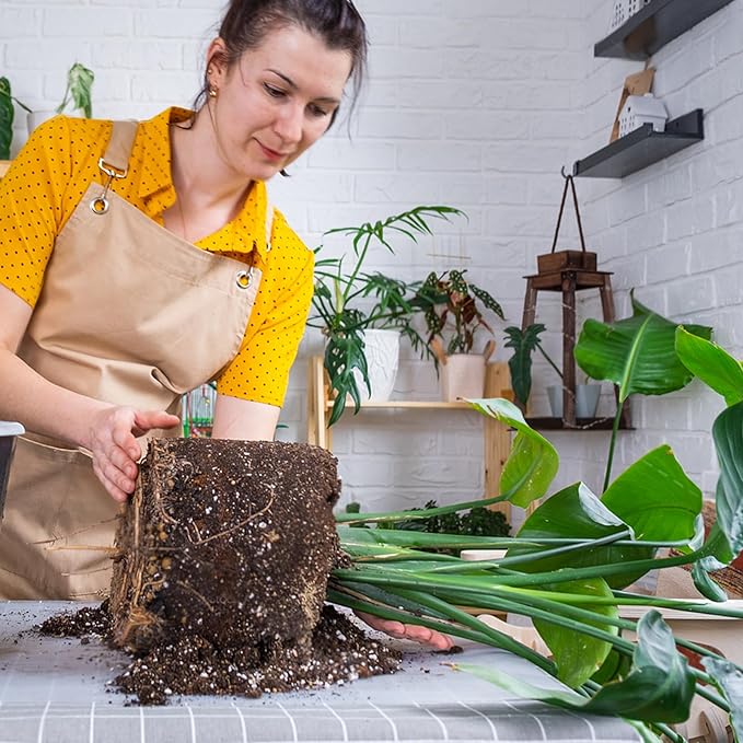 Premium Banana Tree Potting Mix for Optimal Seedling Growth 10qt, Suitable for All Indoor and Outdoor Banana Tree Varieties