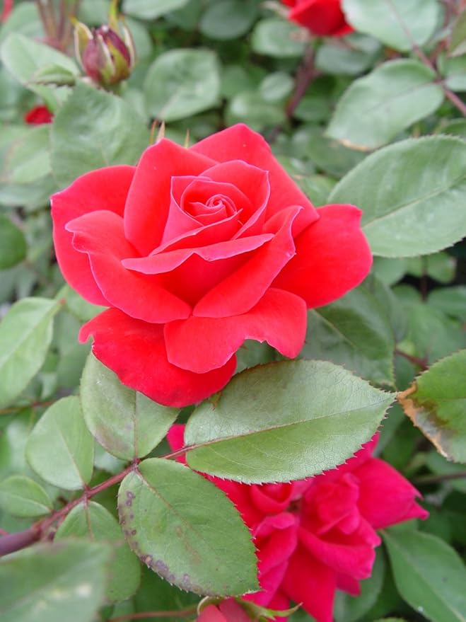 Knock Out Roses - Rosa Knock Out (Rose) Rose, red flowers, #2 - Size Container
