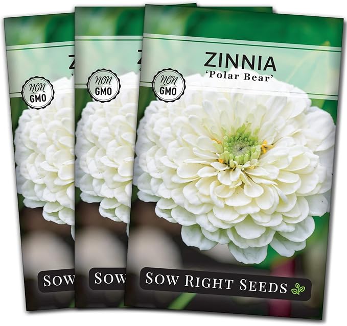 Sow Right Seeds - Zinnia Polar Bear Flower Seeds for Planting - Beautiful Flowers to Plant in Your Home Garden - Non-GMO Heirloom Packet - White Blooms Attract Pollinators - Cut and Come Again (3)