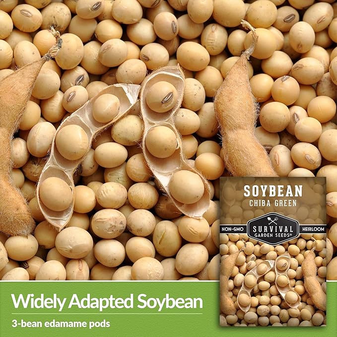 Survival Garden Seeds - Chiba Green Soybean Seed for Planting - 3 Packs with Instructions to Plant and Grow Protein-Rich Edamame Pods in Your Home Vegetable Garden - Non-GMO Heirloom Variety