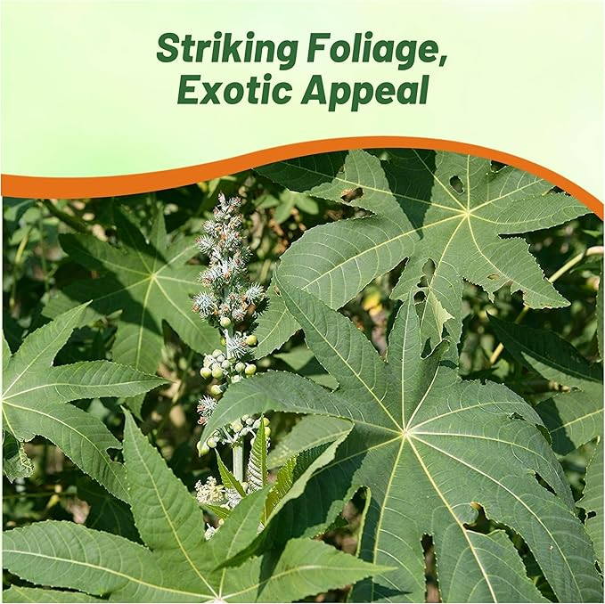 Outsidepride 50 Seeds Annual Ricinus Communis Castor Bean Zanzibariensis Flower Seeds for Planting