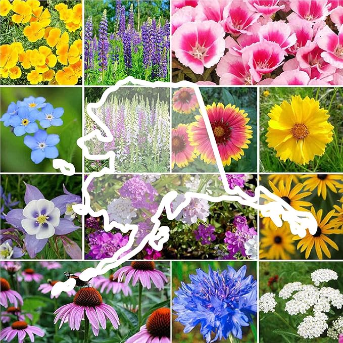 Eden Brothers Alaska Wildflower Mixed Seeds for Planting, 1/4 lb, 120,000+ Seeds with Yarrow, Foxglove, Cornflower | Attracts Pollinators, Plant in Spring or Fall, Zones