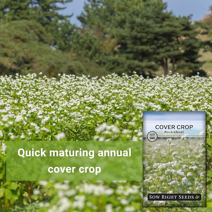 Sow Right Seeds - Annual Buckwheat Seed for Planting - Cover Crops to Plant in Your Home Vegetable Garden - Enriches Soil - Suppresses Weeds - Helps Erosion - Non-GMO Heirloom Seeds - Great Gift (1)