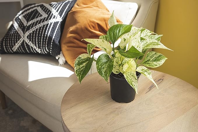 Altman Plants, Live Pothos Plants (4PK) Indoor Plants Live Houseplants, Pothos Live Plant House Plants Indoors Live Plants, Money Plant Indoor Pothos Plant Decor, Devils Ivy Trailing Plants Live