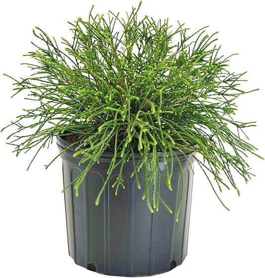 Thuja plicata 'Whipcord' (Western Arborvitae) Evergreen, #3 - Size Container