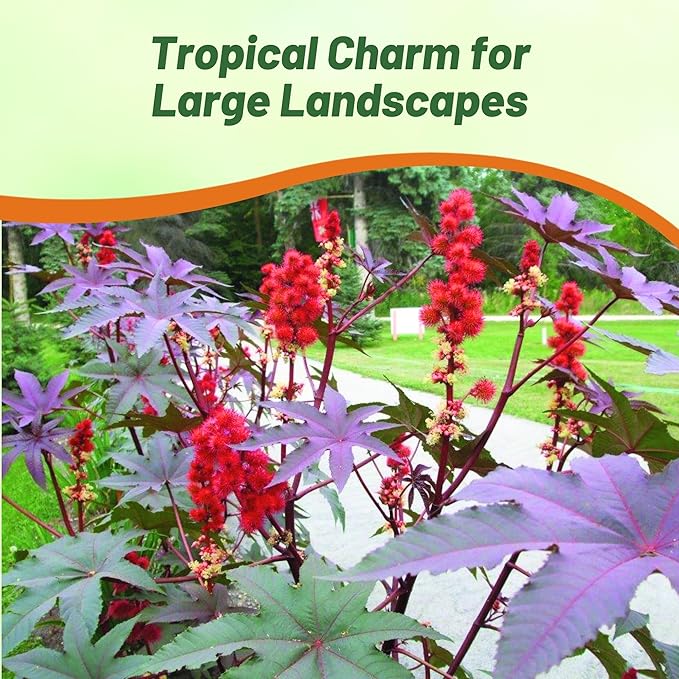 Outsidepride 100 Seeds Annual Ricinus Communis Castor Bean Gibsonii Flower Seeds for Planting