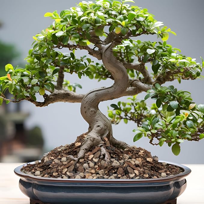 Bonsai Soil Mix 4qt, Potting Soil Mix Ready to Use for Bonsai Tree and Indoor Plants, Composed of Akadama, Lava Rock, Prumice, Bark