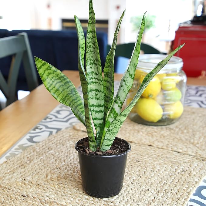 Altman Plants Sansevieria Zeylanica Variegated Snake Plants (Approx. 6" Tall), Easy Plant, Air Purifying Plant & Desk Plant Decor, Low Light Live Snake Plant Live Plants, Indoor Plants & Houseplants