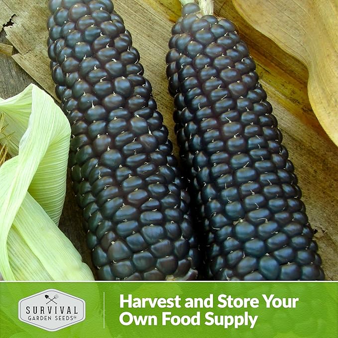 Blue Hopi Corn Seeds for Planting - 5 Packets with Instructions to Plant and Grow Heritage Blue Maize in Your Home Vegetable Garden - Non-GMO Heirloom Variety - Survival Garden Seeds