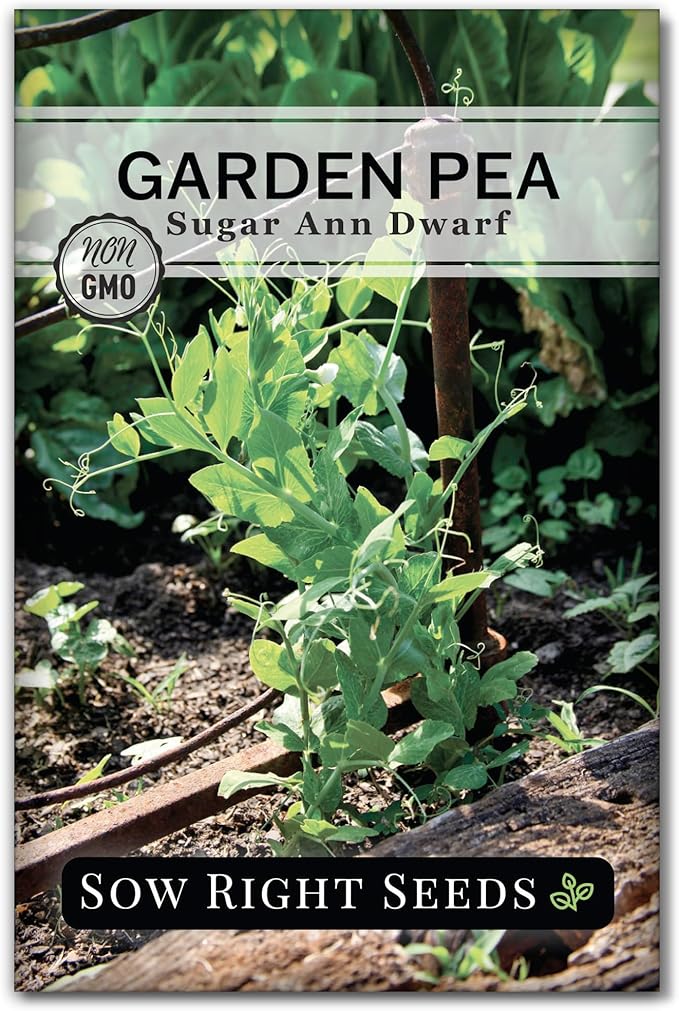 Sow Right Seeds - Sugar Ann Dwarf Pea Seeds for Planting - Non-GMO Heirloom Packet with Instructions to Plant an Outdoor Home Vegetable Garden - Short Bushes with a Crisp Snap - Spring and Fall (1)